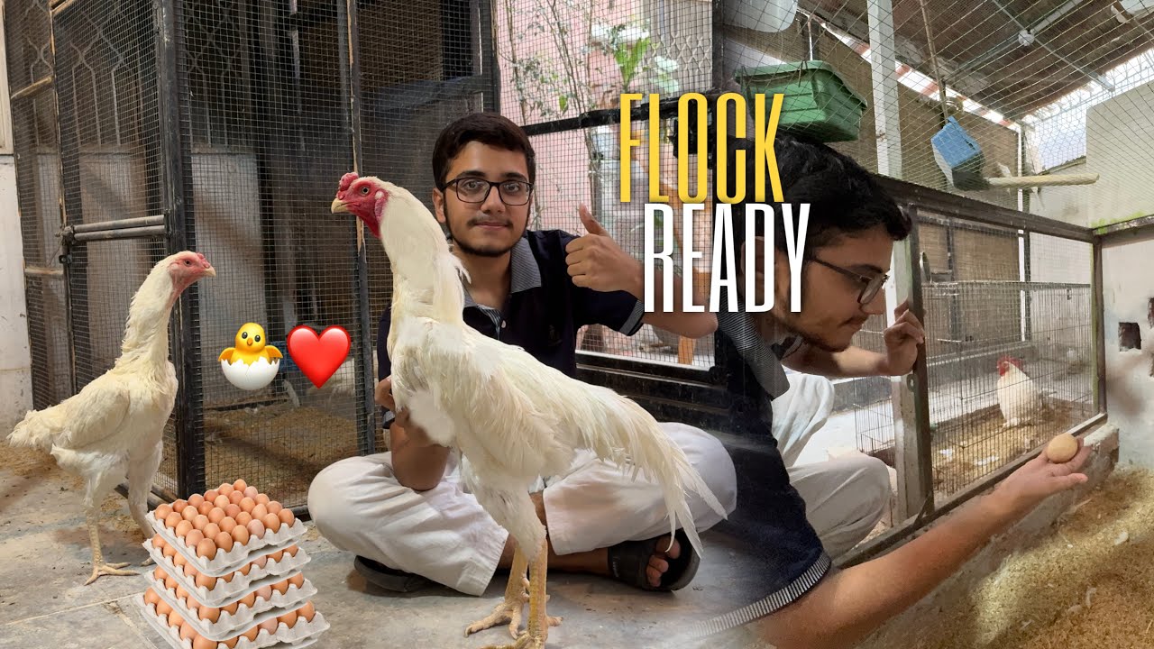 New Flock Females Ready for Laying🐣Season Ky Start Mai Hi Complete😍