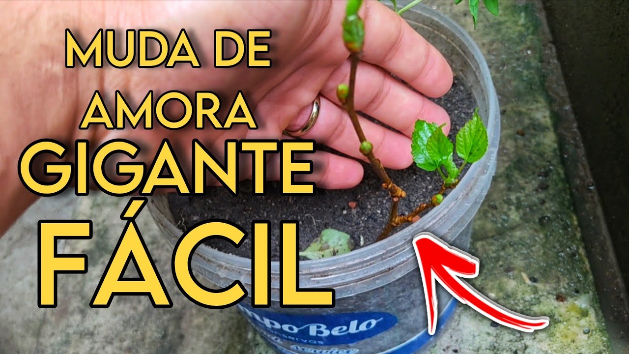  🟢 FAÇA ISSO e a Amora Gigante PEGA MUDA SOZINHA!