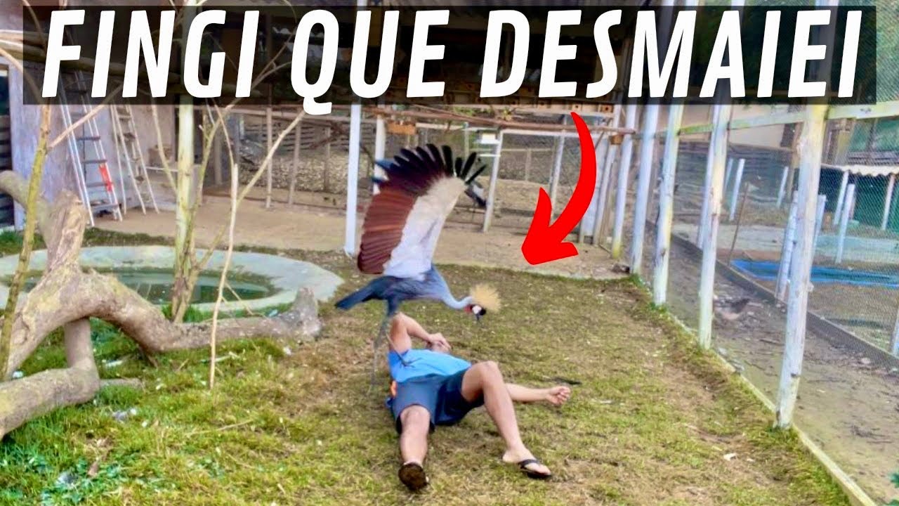 Desmaiei no viveiro e o grou coroado me protegeu | ninho dos periquitos | Aves Recriar