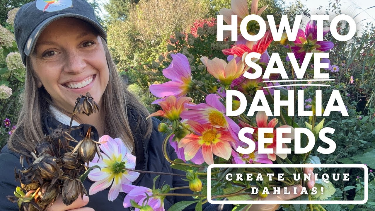 How to Save Dahlia Seeds & Create Unique Dahlia Flowers!!! 😀😍💐 Northlawn Flower Farm