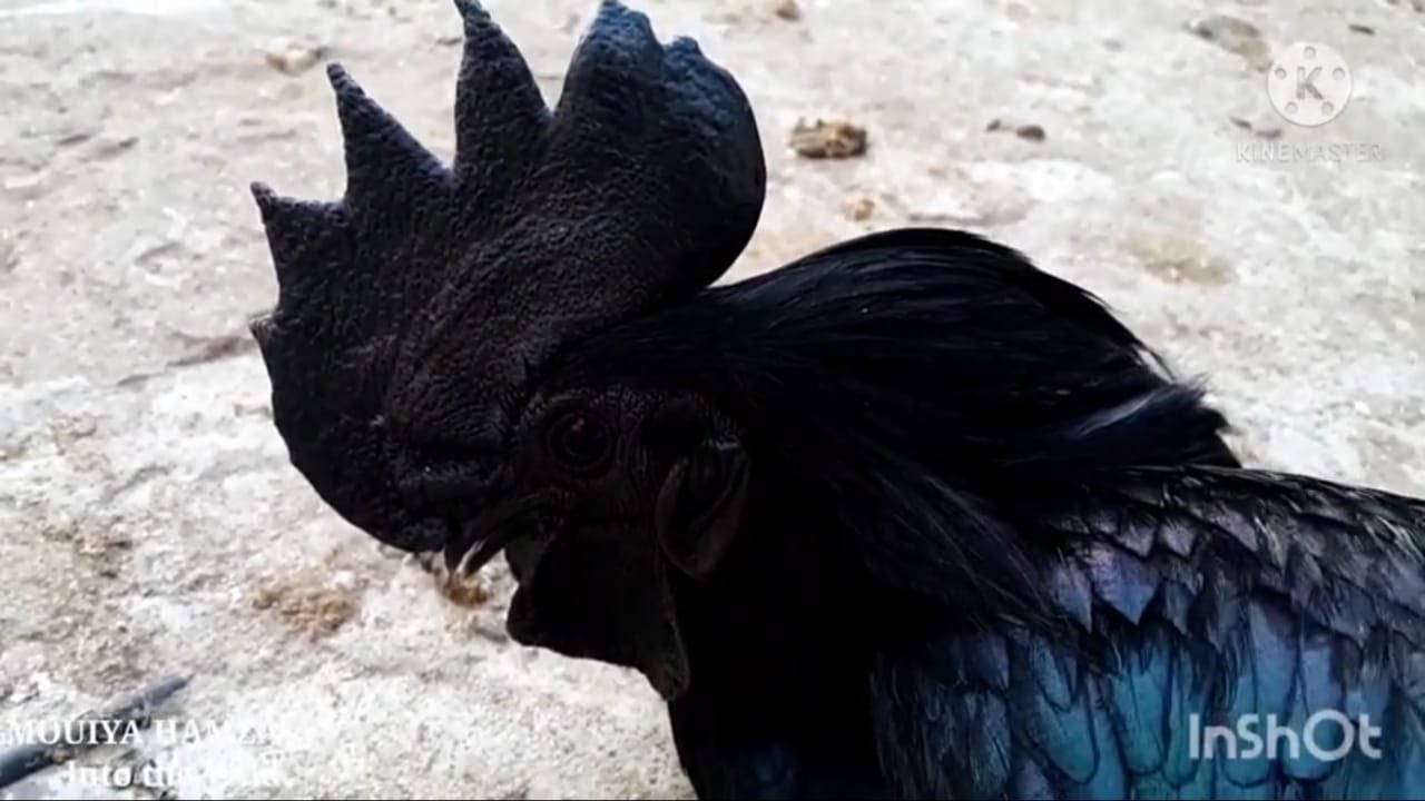 حقائق لا تعرفها عن الدجاج الأسود (لامبورغيني) أغرب وأندر دجاج  Information about chickens of Cemani