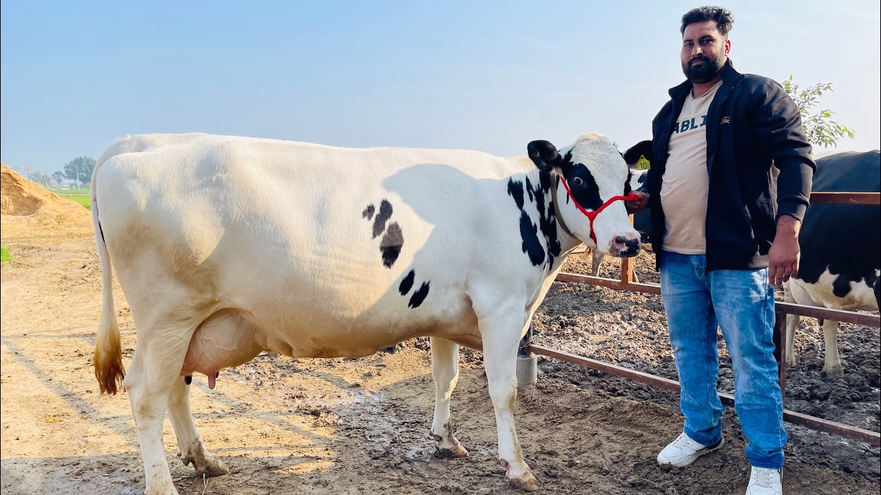 ਫਾਰਮ ਚ ਟੋਪ ਬਰੀਡ ਦੀਆਂ ਤਿੰਨ ਗਾਵਾਂ ਵਿਕਾਉ 👌🏻👌🏻ਚੰਗੇ ਸੀਮਨ ਦੀਆਂ 👌ਚੰਗੇ ਸੀਮਨ ਤੋ ਗੱਬਣ💎💎ਘੱਟ ਰੇਟ 😱😱Bawa dairy..