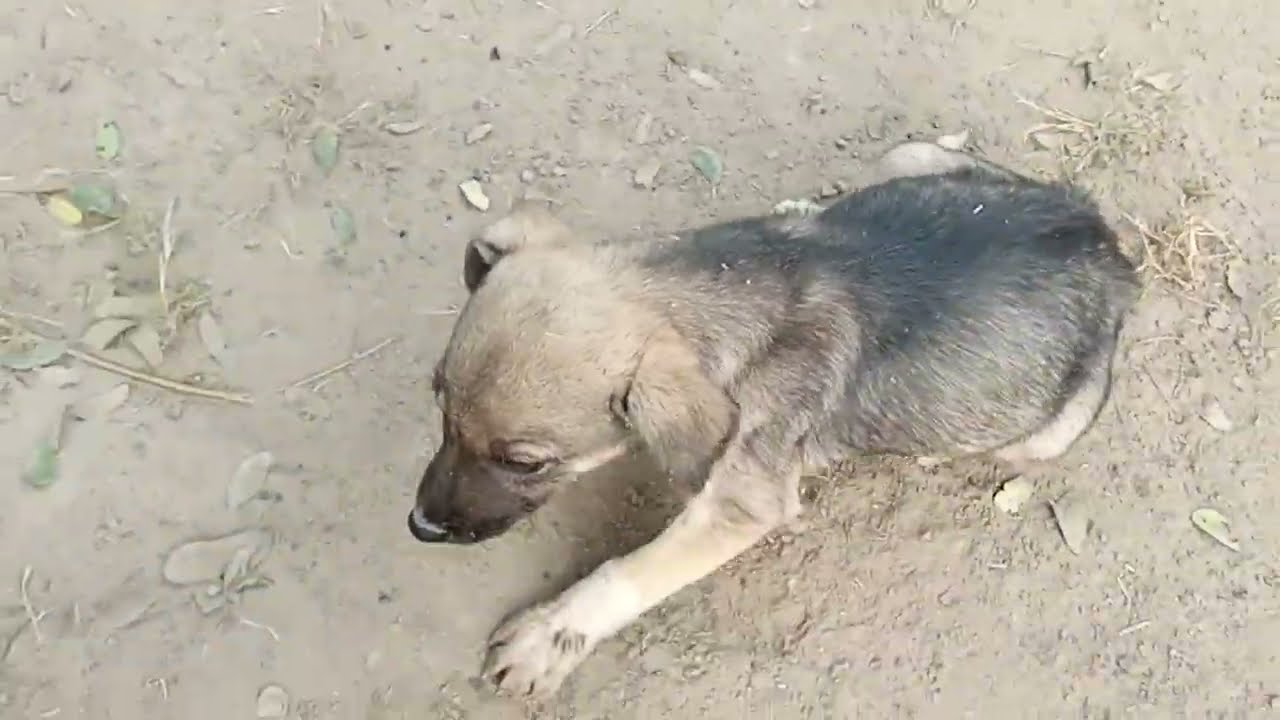 Top Dog #animal video #mai paltu dog #dog meeting #1000k#1million #dog palng video 