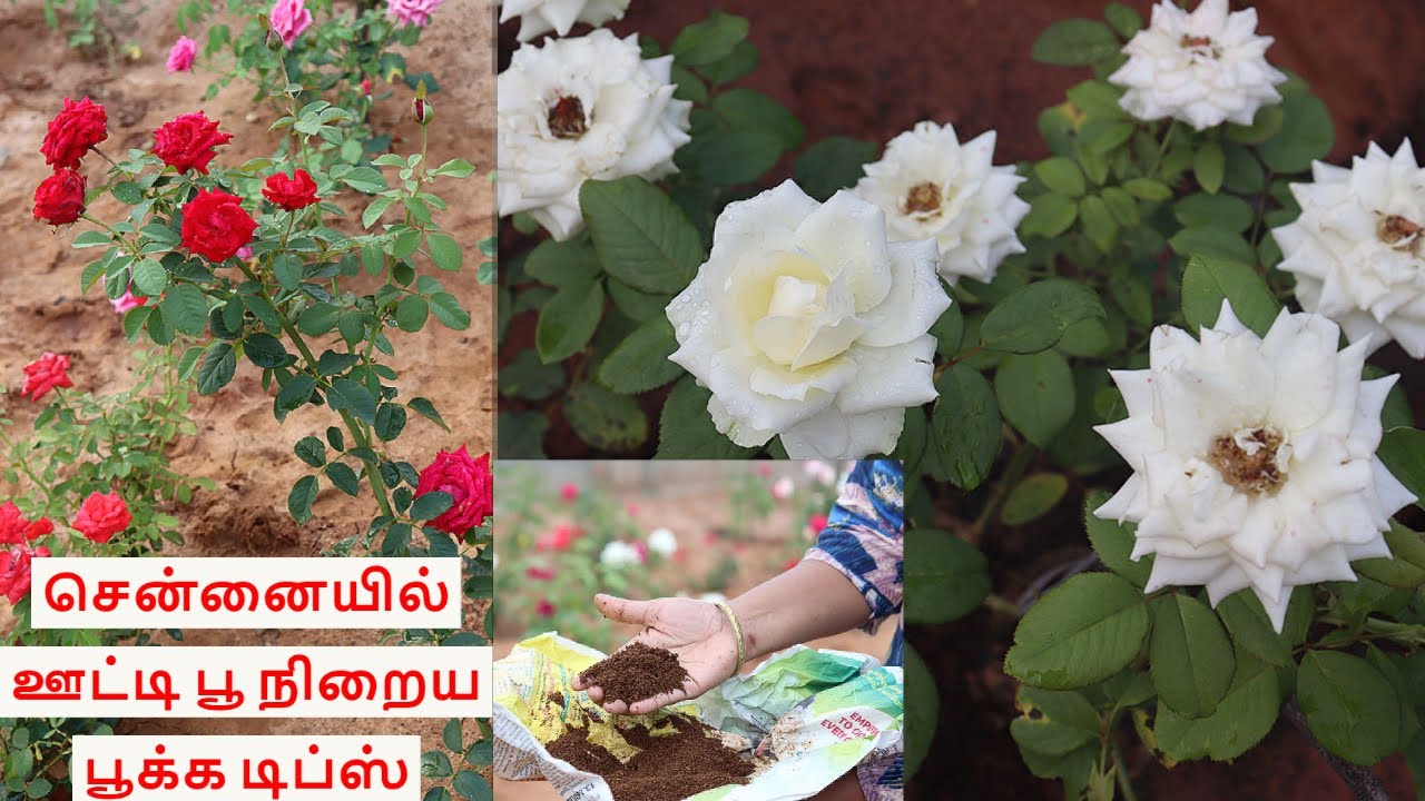 ரோஜா செடியில் பூக்கள் அதிகம் பூக்க இதை ஒரு ஸ்பூன் போடுங்க | Chennaiyil Ooty Rose garden tips