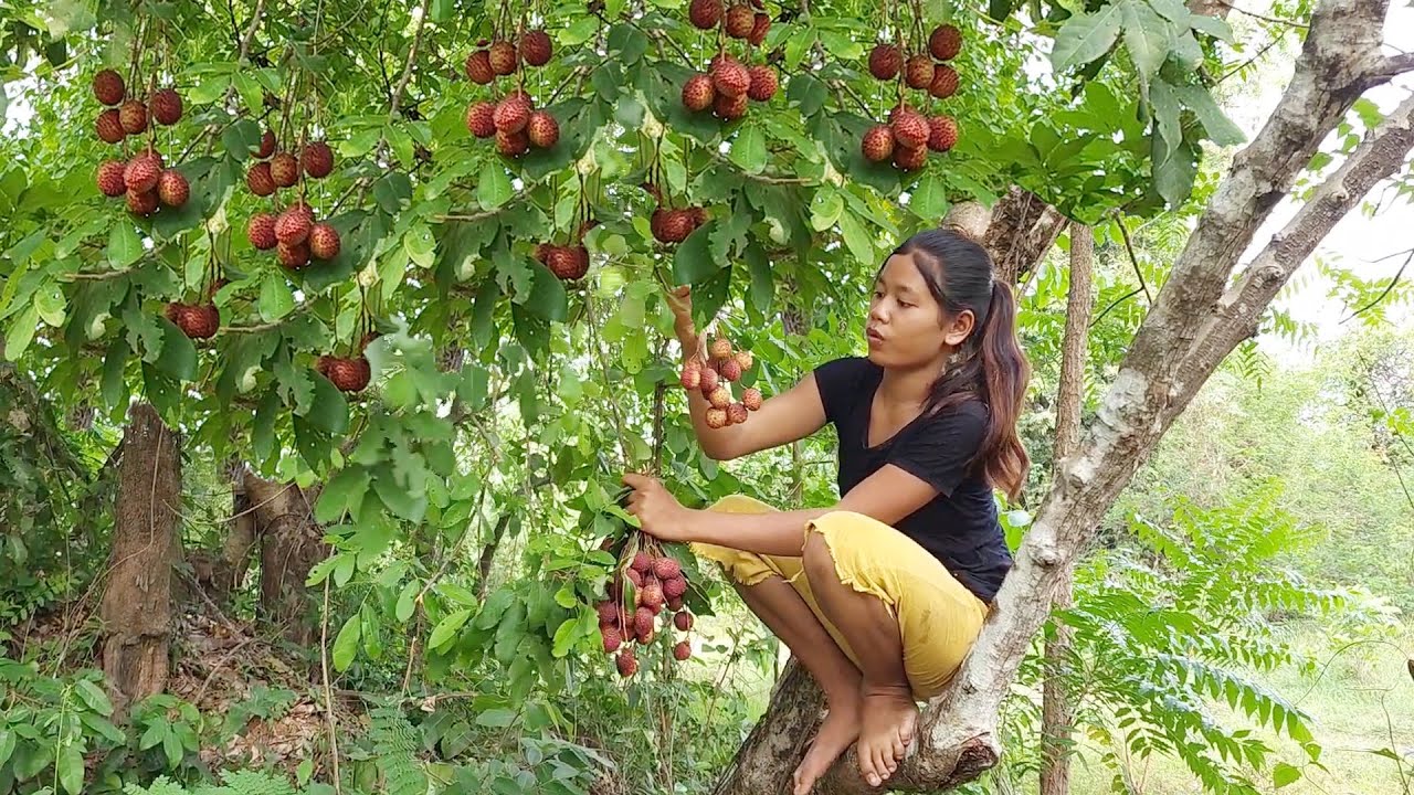 Survival in forest- Natural fruit so eating delicious - Adventure solo