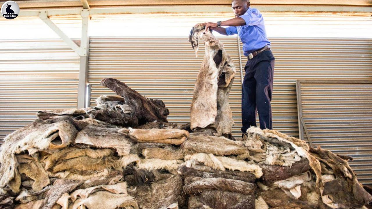 ¿Por qué China compra tantos burros? Ellos compran el precio mas alto del mundo