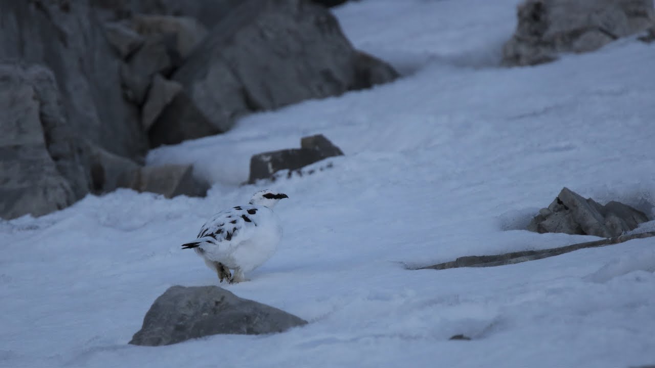 Pernice bianca in livrea primaverile