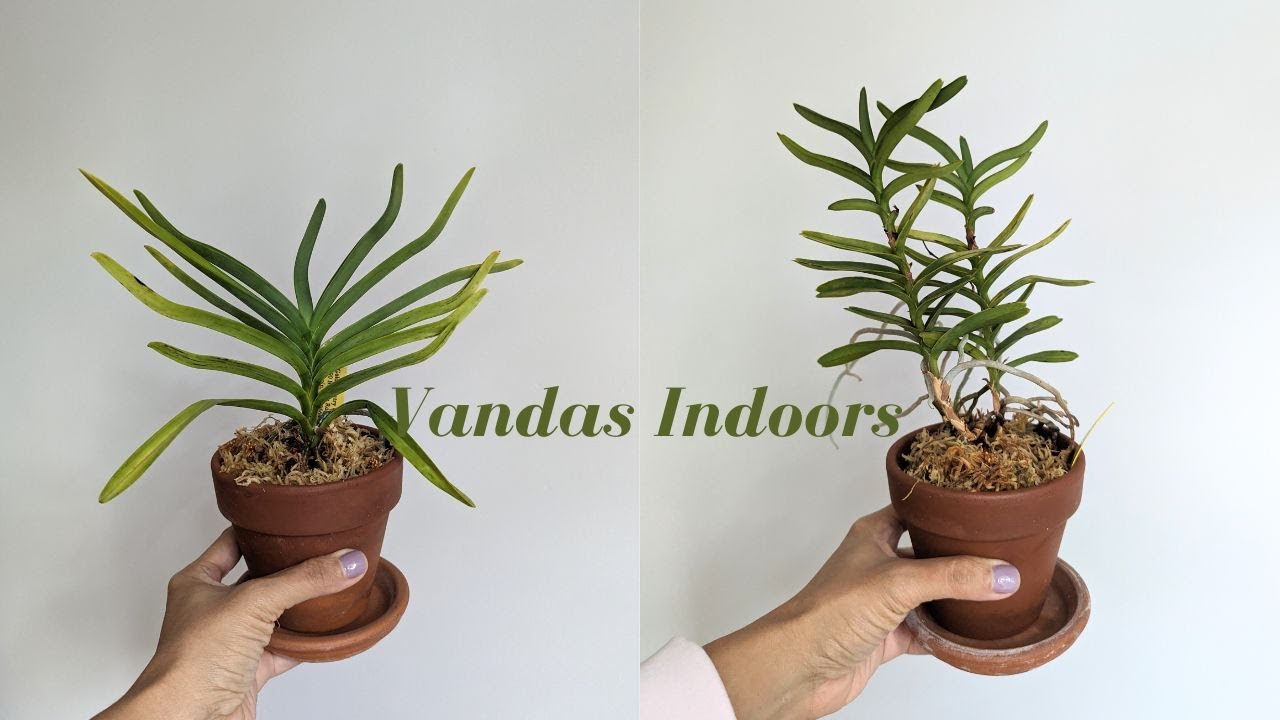 Growing Vandas Indoors in Dry Conditions