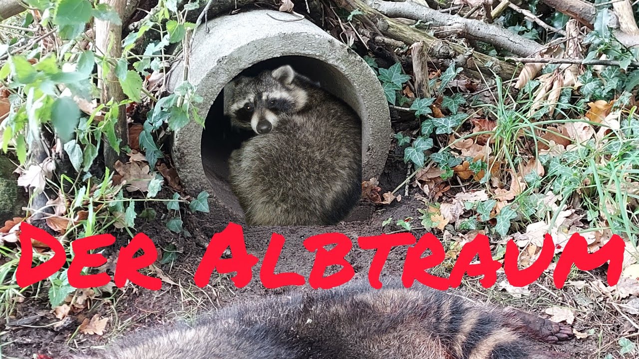 Der Waschbär ist da! Albtraum eines Niederwildreviers - Fallenjagd auf Neozonen 