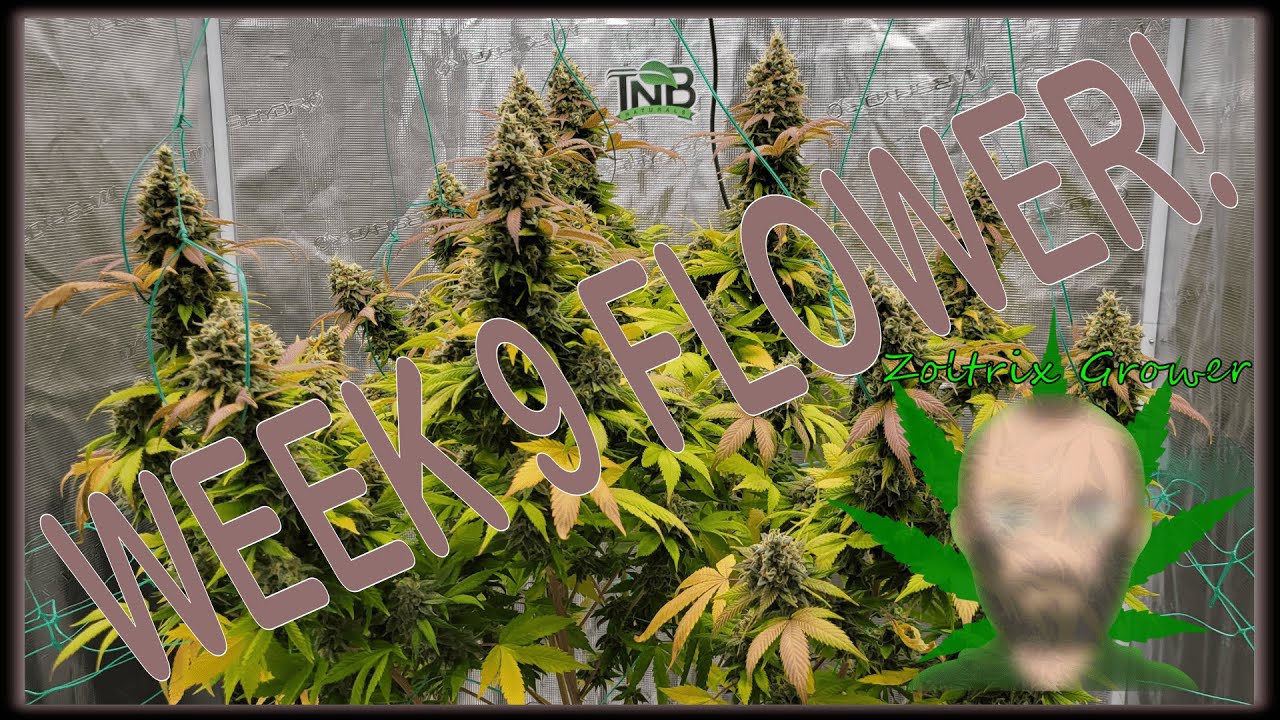 WEEK 9 OF FLOWER IN THE EPIC GORILLA GLUE GARDENS! - ZOLTRIX GROWER