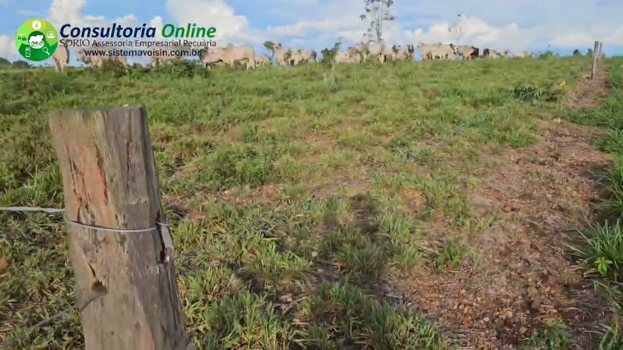 Pastoreio Voisin bem feito, dentro das condições e limitações que a fazenda possui.