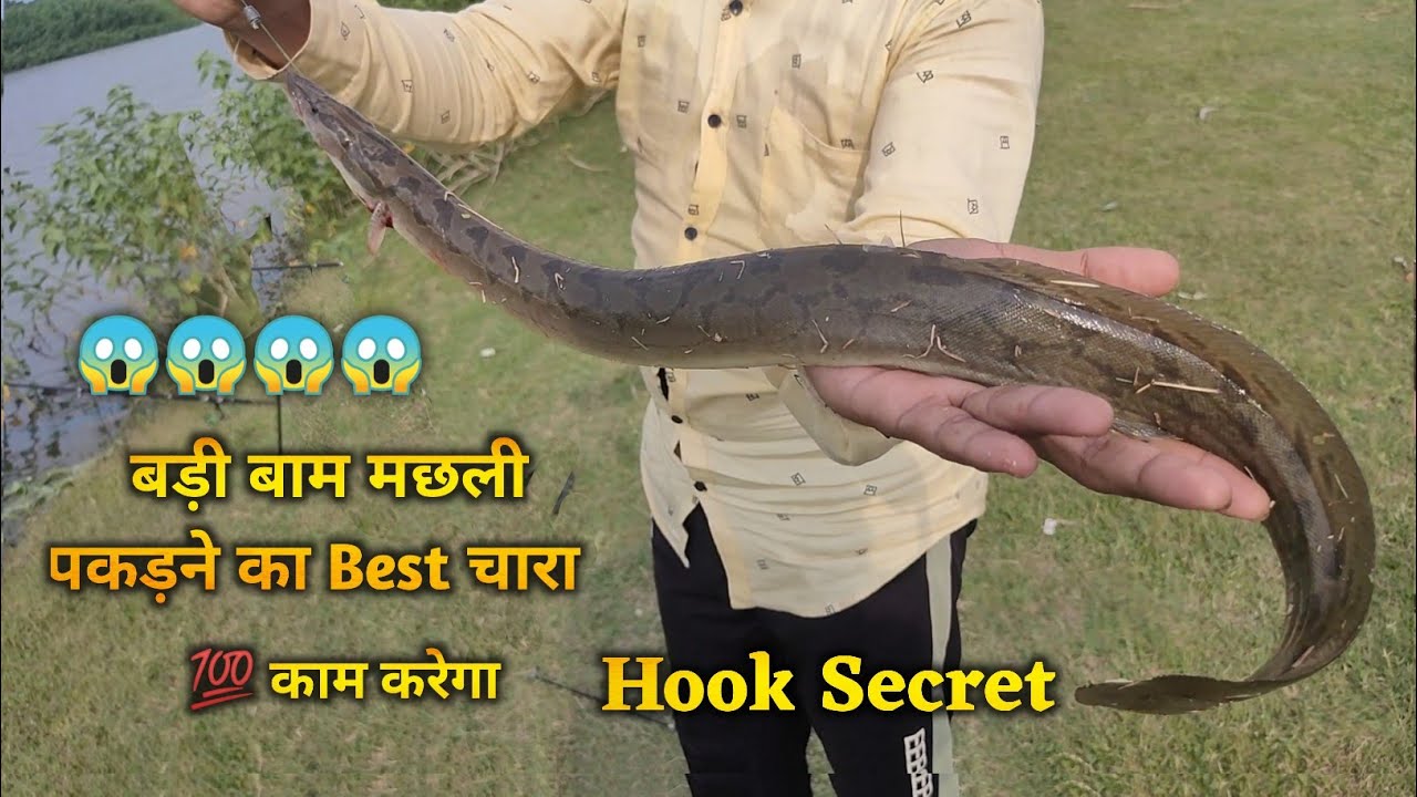 बाम मछली पकड़ने का चारा | Fish Hunting | Baam Fish | Bam Machhali | Big Bam Fish Bite Hook Secret
