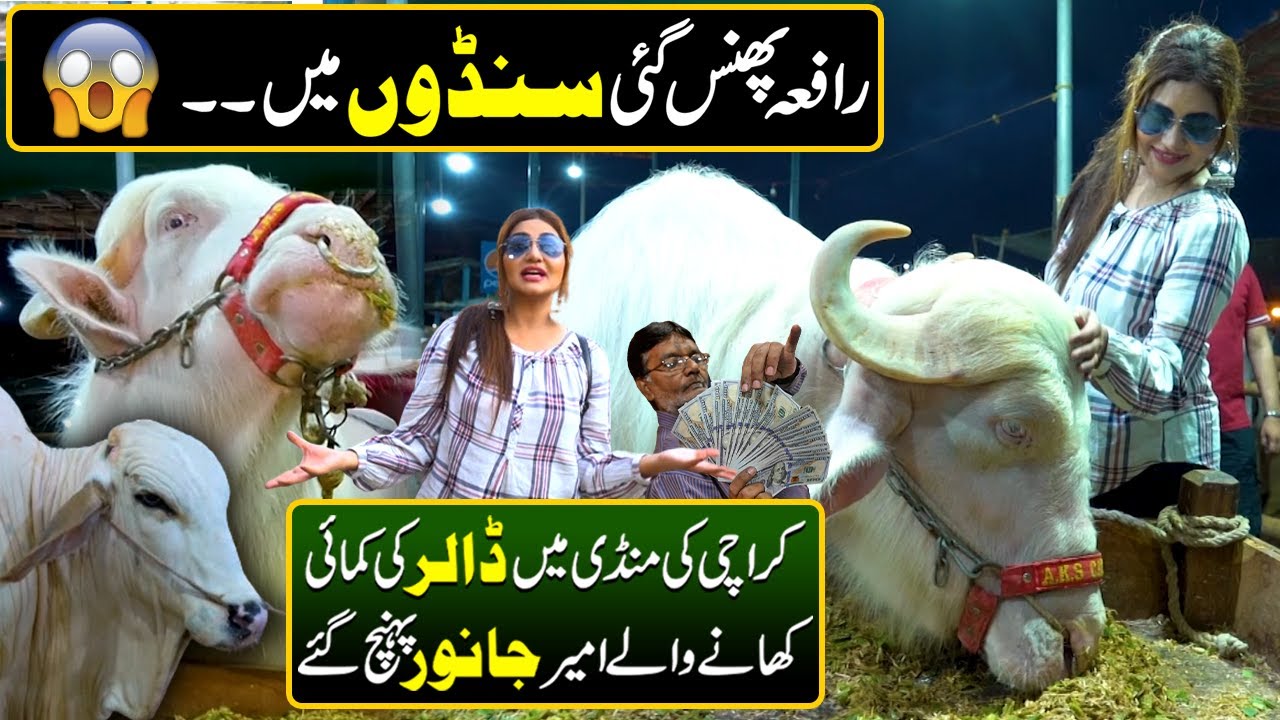 Most Expensive Cow Mandi In Karachi | Cow Mandi Special | Hello Karachi | Discover Pakistan