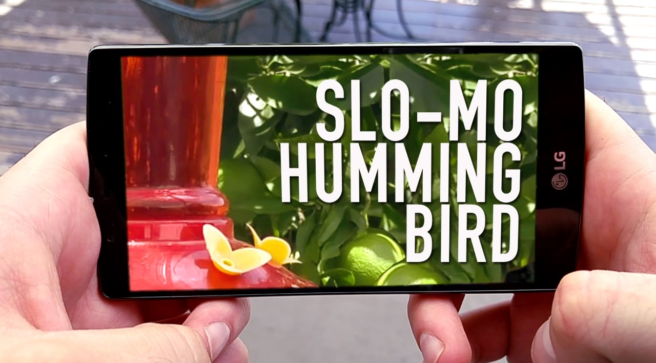 Slo-Mo Hummingbird