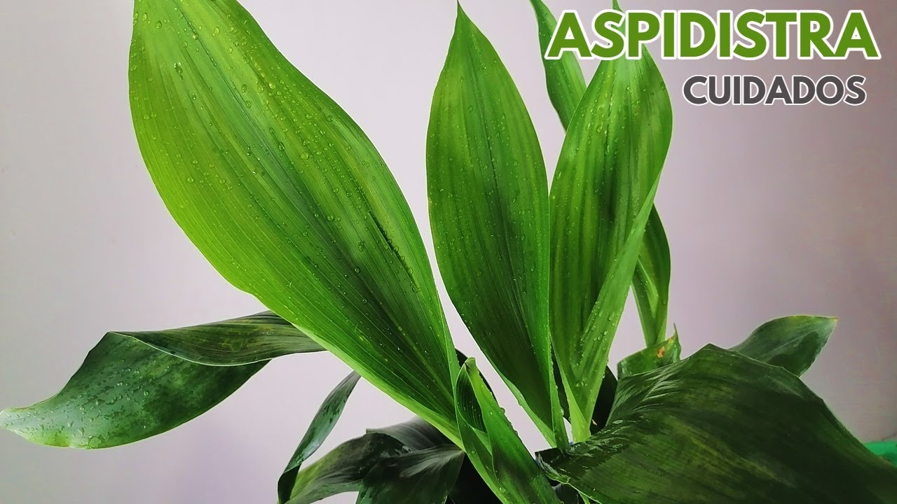 aspidistra cuidados chuyito jardinero