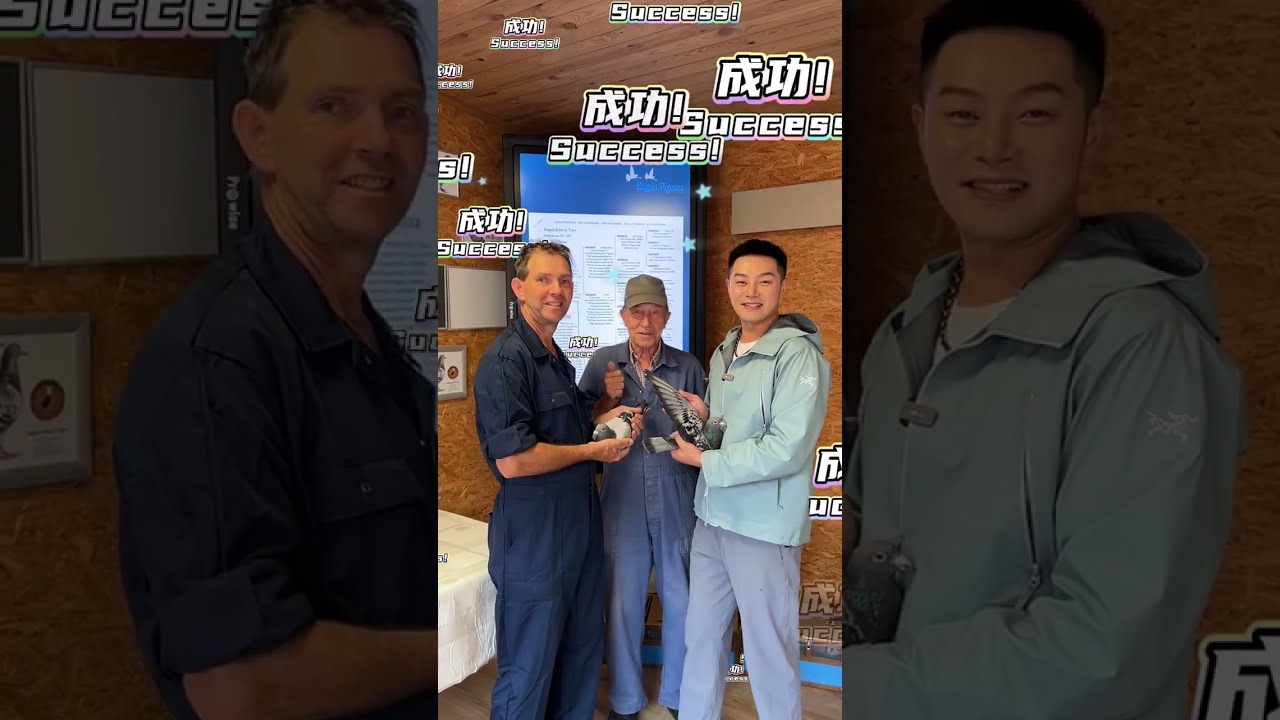任飞翔鸽业陈凌霄与英格斯联合育种