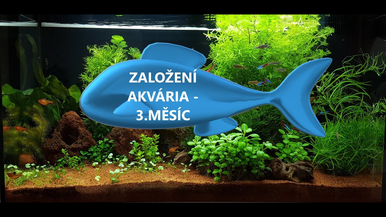 AKVARISTA ZAČÁTEČNÍK 1. - Juwel RIO 125 - 3.měsíc od založení