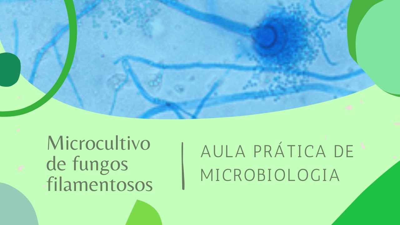 Pr&aacute;tica: microcultivo de fungos filamentosos | PUC Minas Pra&ccedil;a da Liberdade