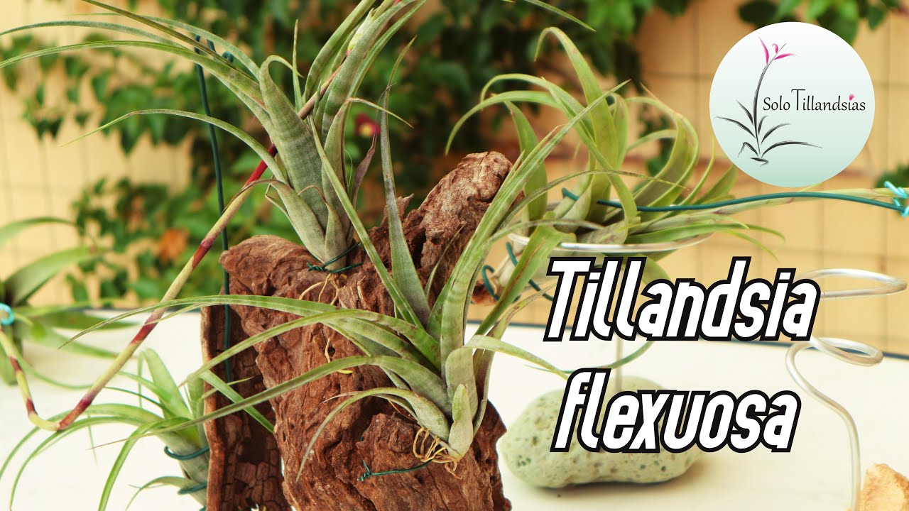 Tillandsia Flexuosa