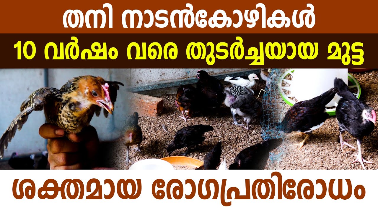 ചേർത്തലയിൽ തനി നാടൻ കോഴികളെ സംരക്ഷിക്കുന്ന കർഷകൻ I Pure kerala naadan kozikal I