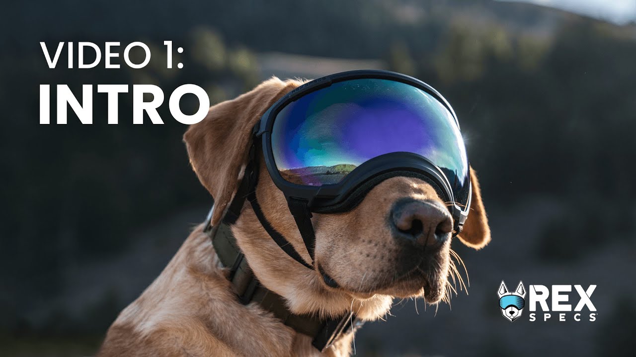 Rex Specs Training Video: Introduction