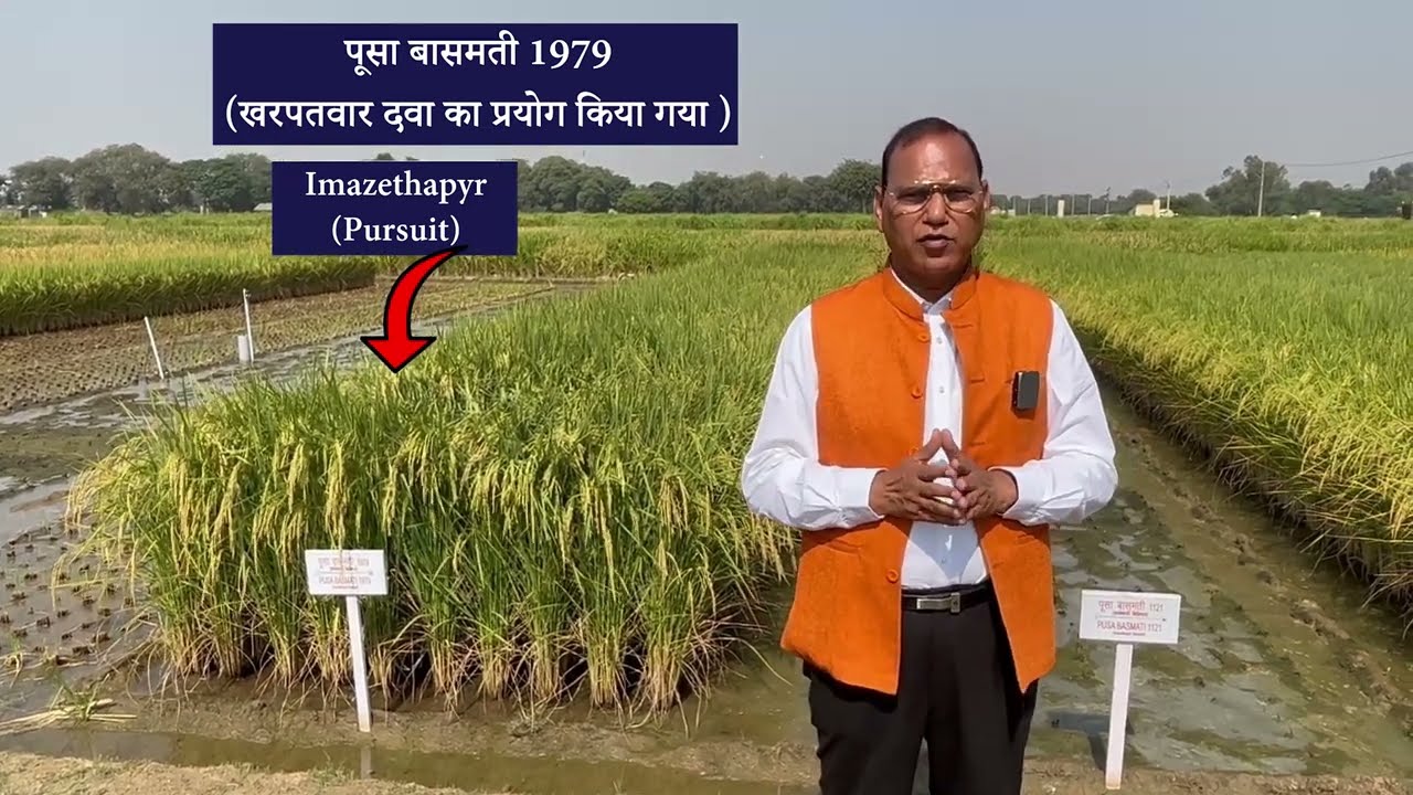 Herbicide Tolerant varieties video