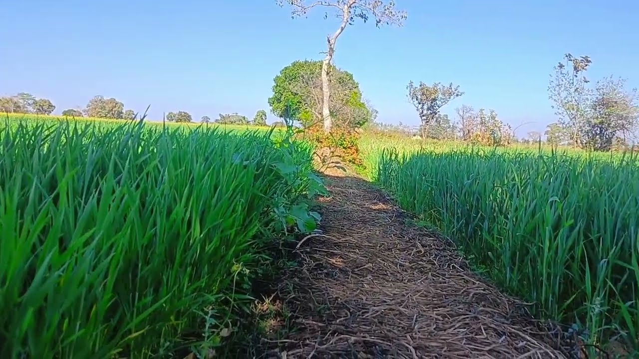 Welcome to My Vlogs🌳|#welcometomyvlogs #villagelife #villagelifestyle #villagevlog 