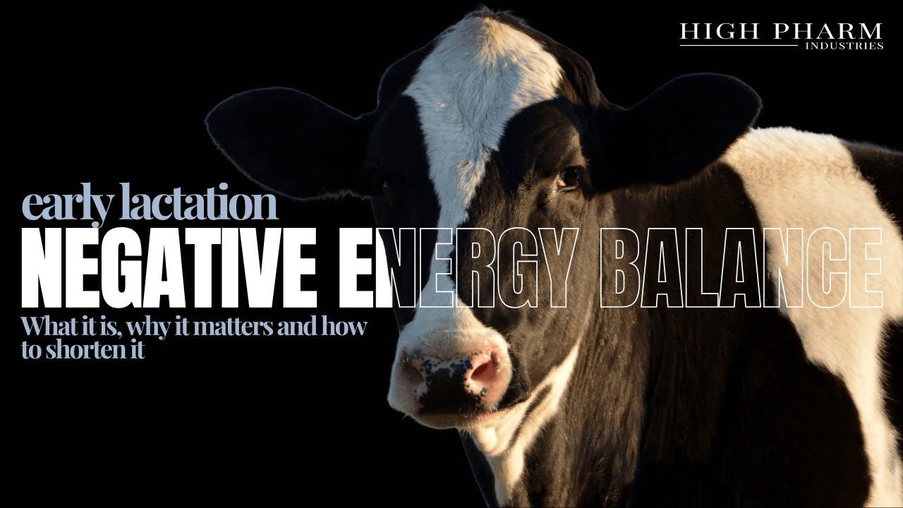 The Negative Energy Balance: What It Is, Why It Matters and How to Shorten It