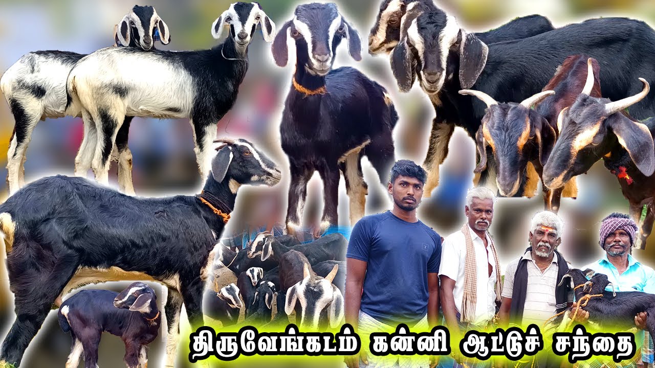 கன்னி ஆடுகள் வாங்க இந்த சந்தைக்கு வாங்க  | திருவேங்கடம் ஆட்டு சந்தை | kanni goat market|கன்னி ஆடுகள்