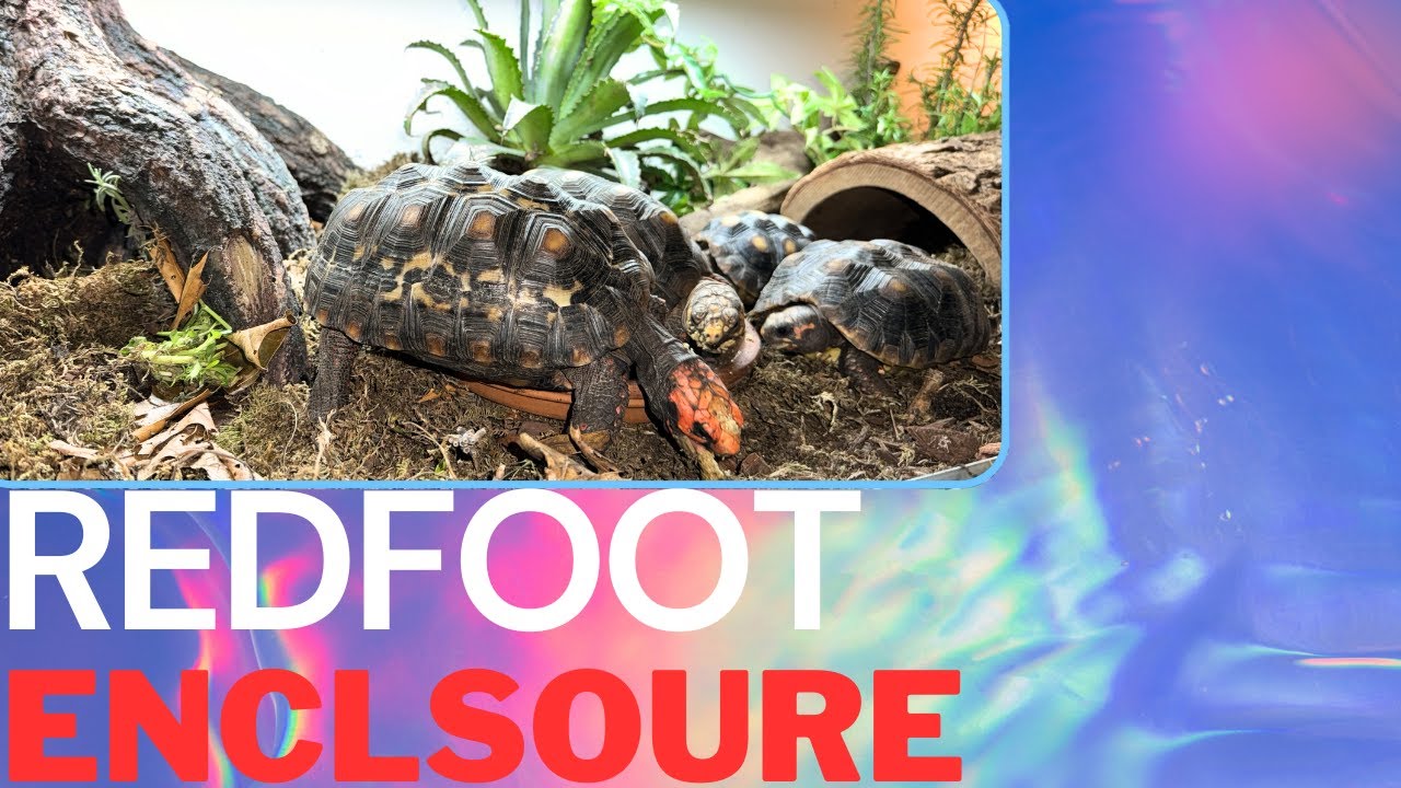 New INDOOR Redfoot Tortoise Enclosure