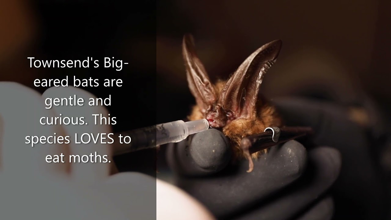 All About Townsend's Big-eared Bats