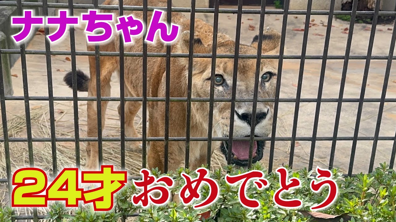 ナナちゃん24才おめでとう🦁☆KOMORO ZOO LION