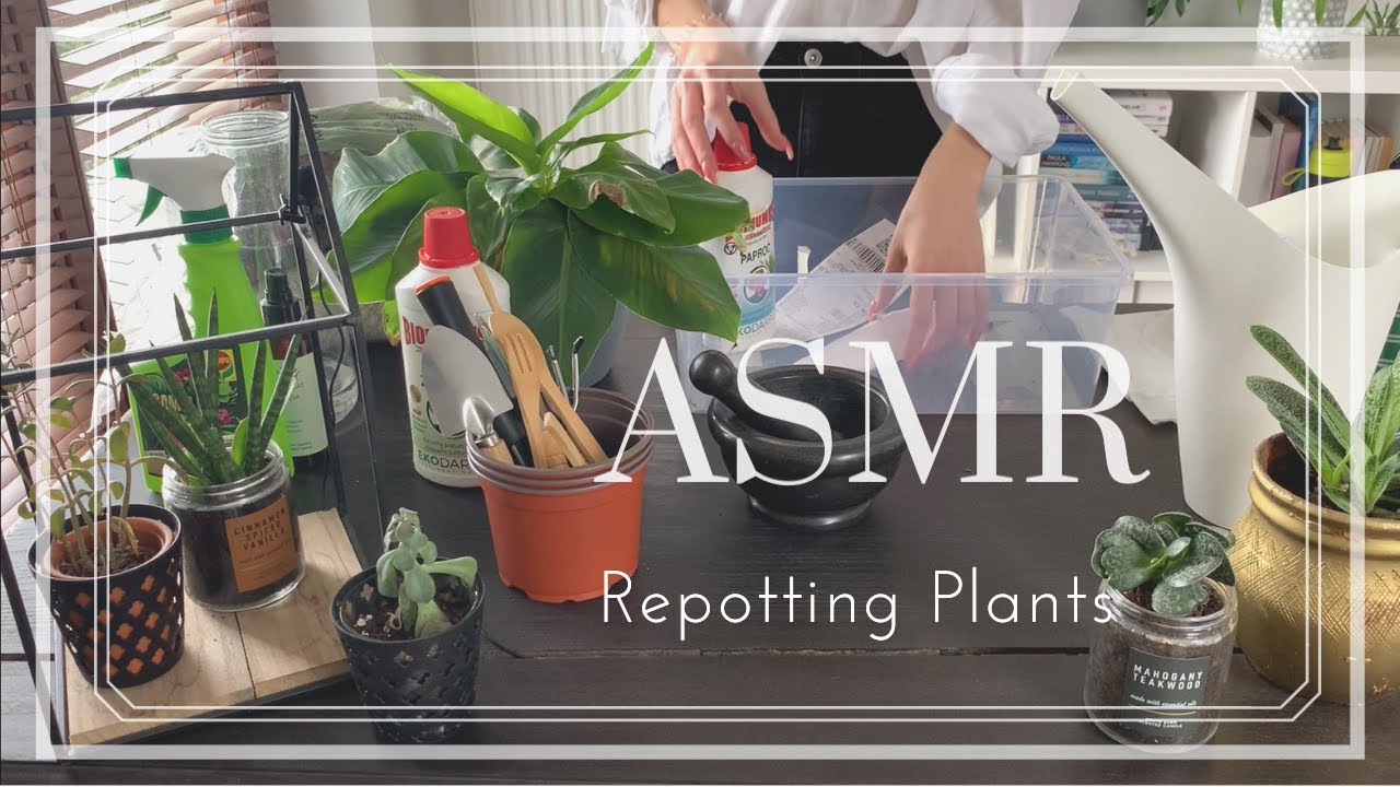 ASMR I Repotting plants 🌿 / Soothing / Calming / Relaxing Video and sounds