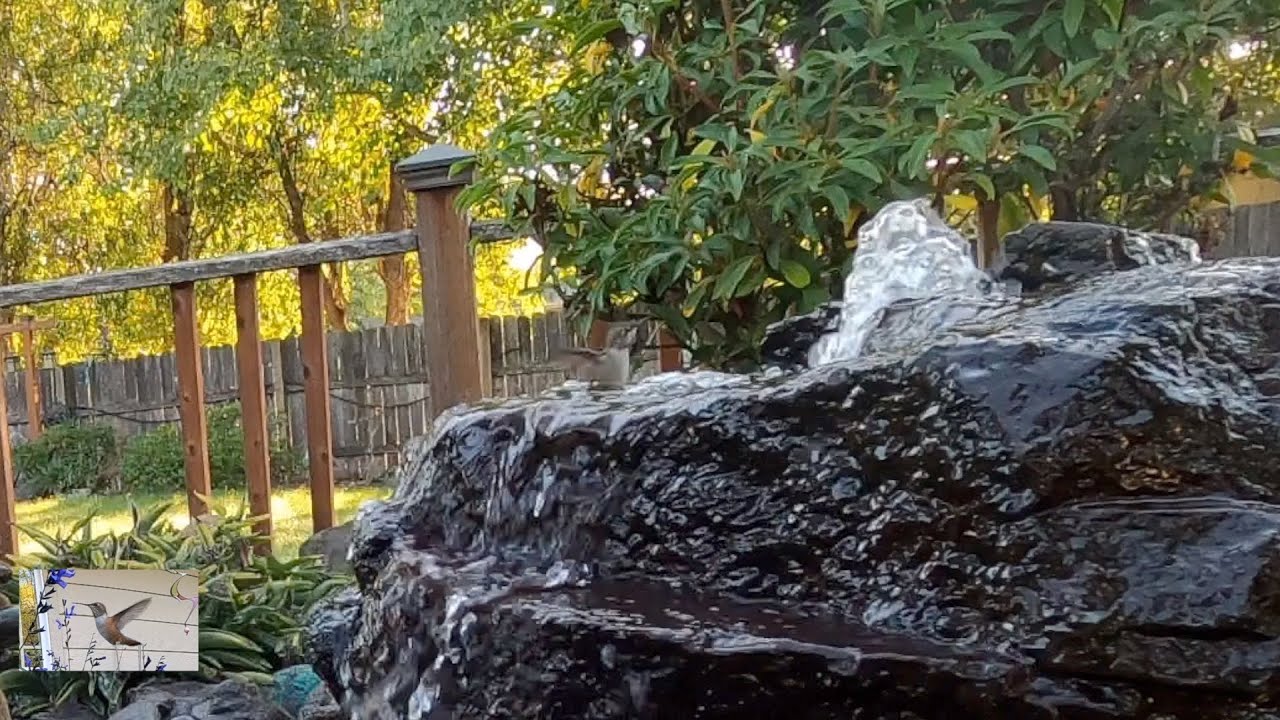 Hummingbird Bathes On the Fountain Rock Oct2020