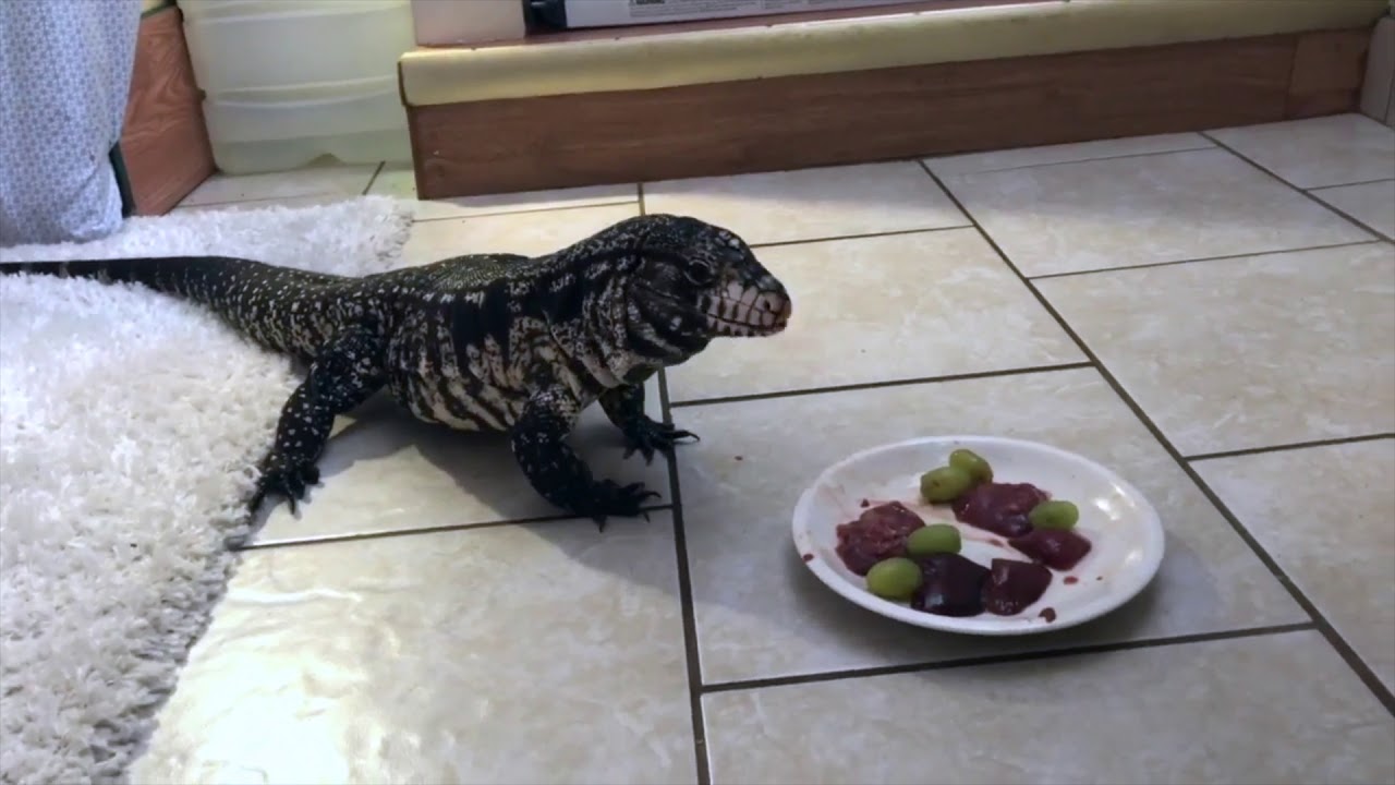 DAY IN THE LIFE OF A TEGU
