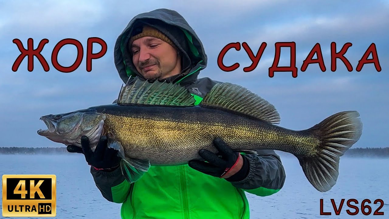 ПОПАЛ НА ЖОР СУДАКА! Ловля крупных судаков