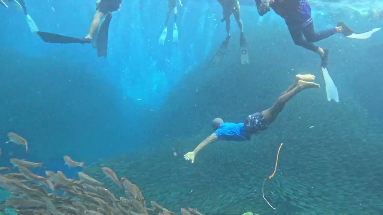 Passport Bro /Digital Nomad Freediving Experience 11