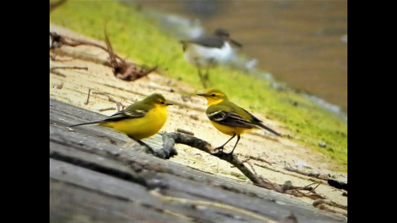 Citrus Yellow Amongst the Verdant Green: 27th April 2021.