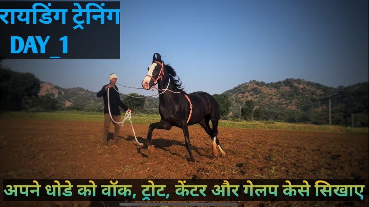 Horse ko walk trot canter and gallop kese sikhaye #horse ko रायडिंग ट्रेनिंग केसे दे