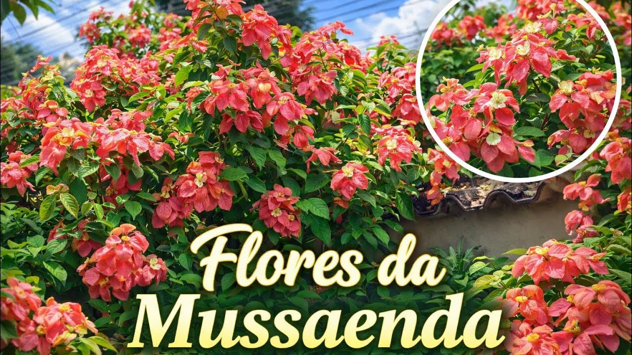JARDIM DA MINHA IRMÃ 🌻❤️☘️