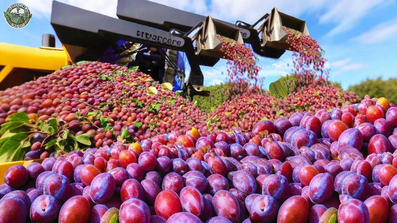 How American Farmers Harvest 780 Million Pounds Of Plums | Agriculture Technology