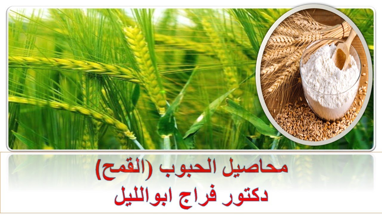 محاصيل الحبوب (القمح)/ إنتاج المحاصيل