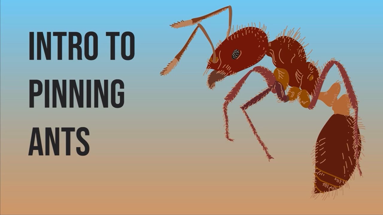 Introduction to Point Mounting (Pinning) Ants by Michelle Kirchner