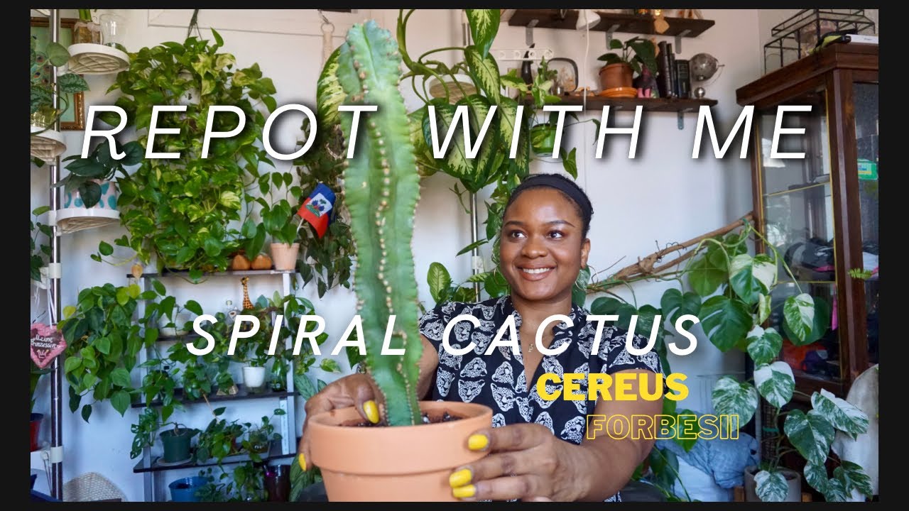 Root Bound Spiral Cactus Repot | Cereus Forbesii