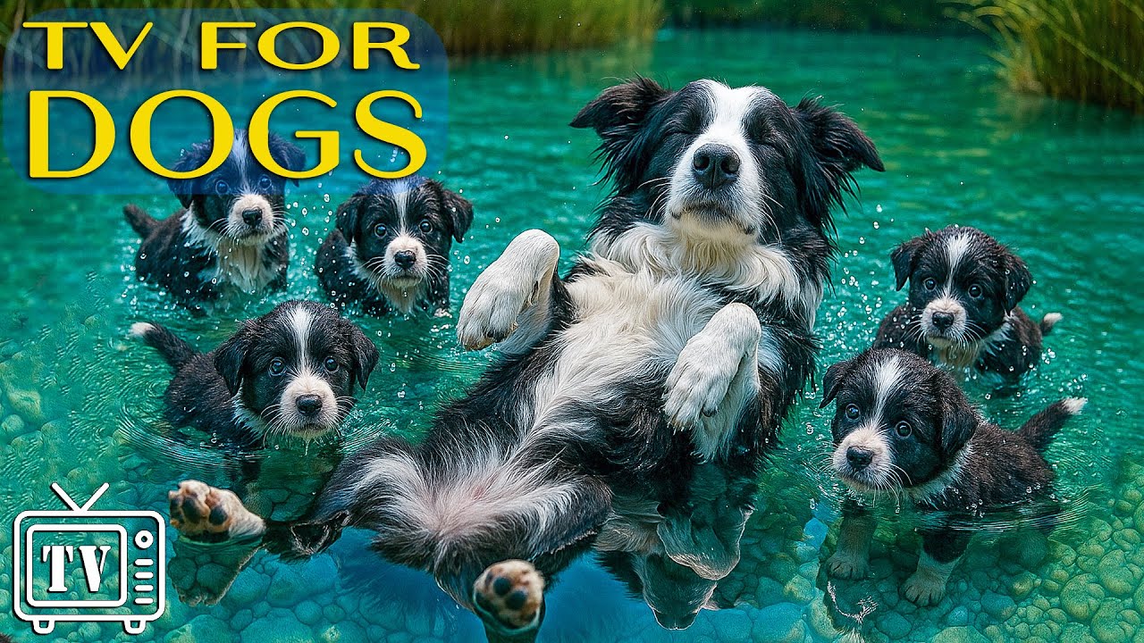 24/7 Soothe Dogs' Anxiety: Dog TV with Relaxing Music & Videos to Keep Dogs Calm and Content