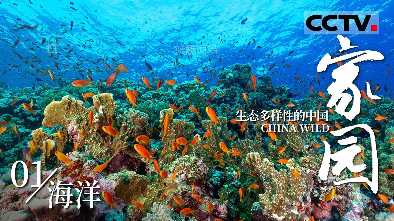 《家园&middot;生态多样性的中国》01 海洋：珊瑚礁、巨砗磲与海草房  共同谱写蓝色家园的奇妙乐章！【CCTV纪录】