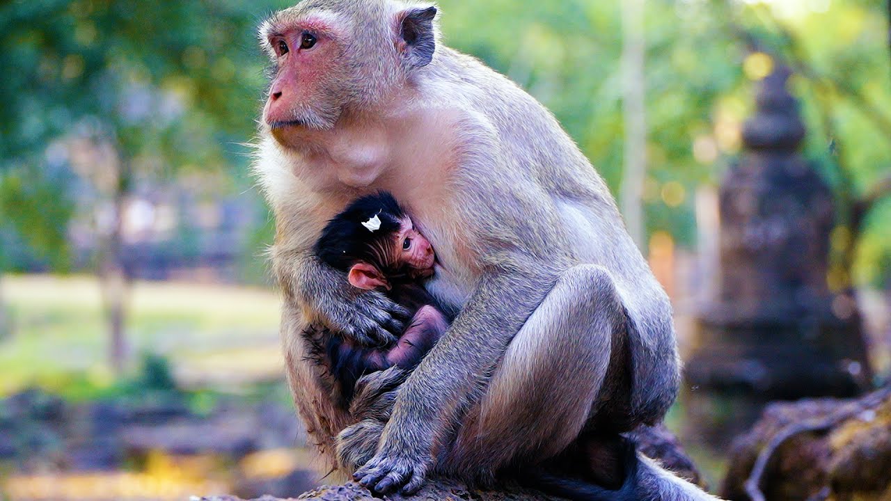 First Day Of Newborn Baby Monkey, Princes Got Baby Monkey