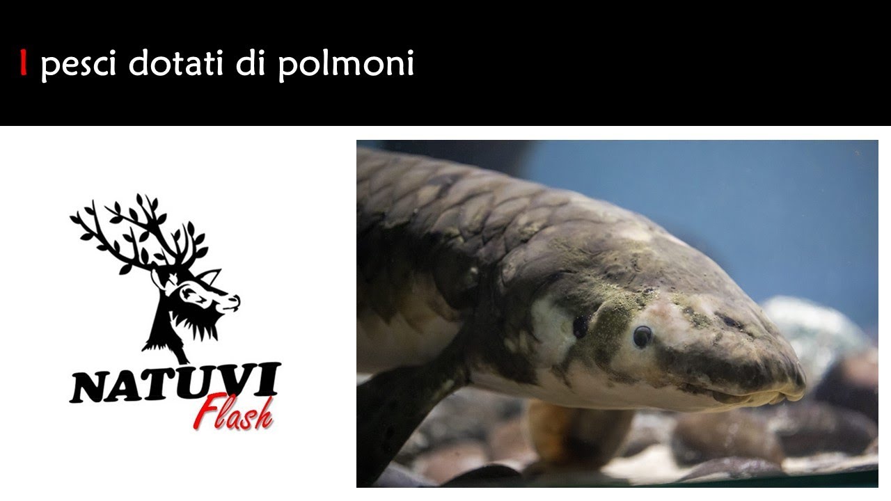 I pesci dotati di polmoni