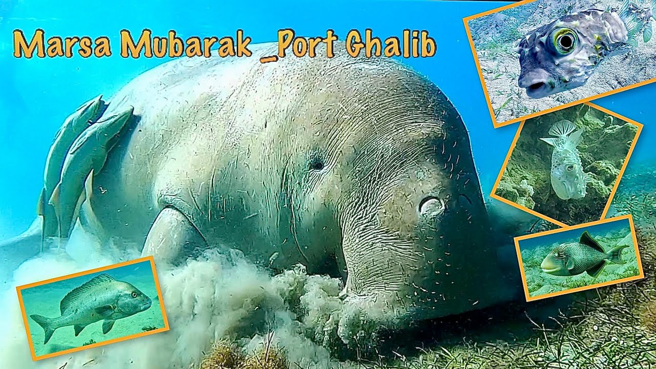 Port Ghalib- Marsa Mubarak               #underwater #nature #redsea