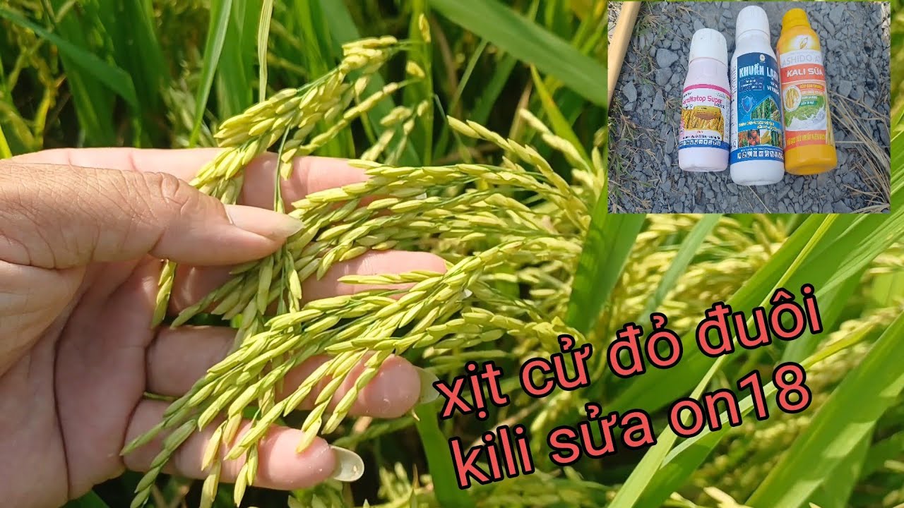 Cử cuối phun 3 thứ thuốc kali sửa vi khuẩn amistartop lúa on18 